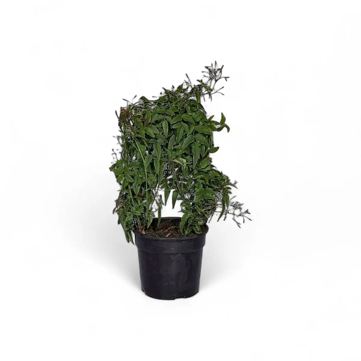 Jasminum Jasmine on U-Pole Trellis (16.5cm)