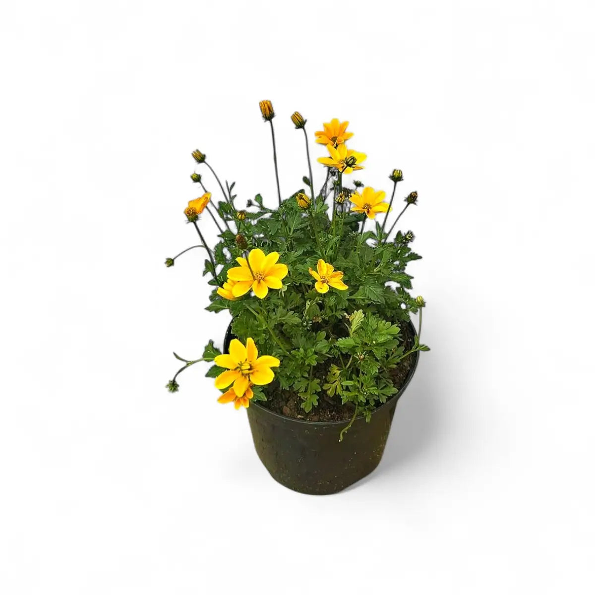 Bidens Golden Empire (15cm)