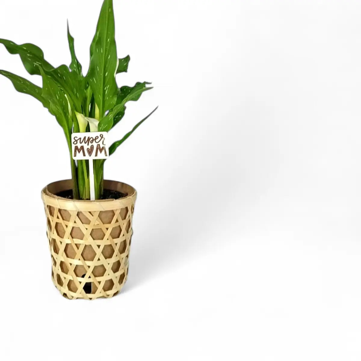 Zantedeschia Calla Lily in Woven Basket (14cm)