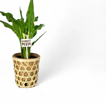 Zantedeschia Calla Lily in Woven Basket (14cm)