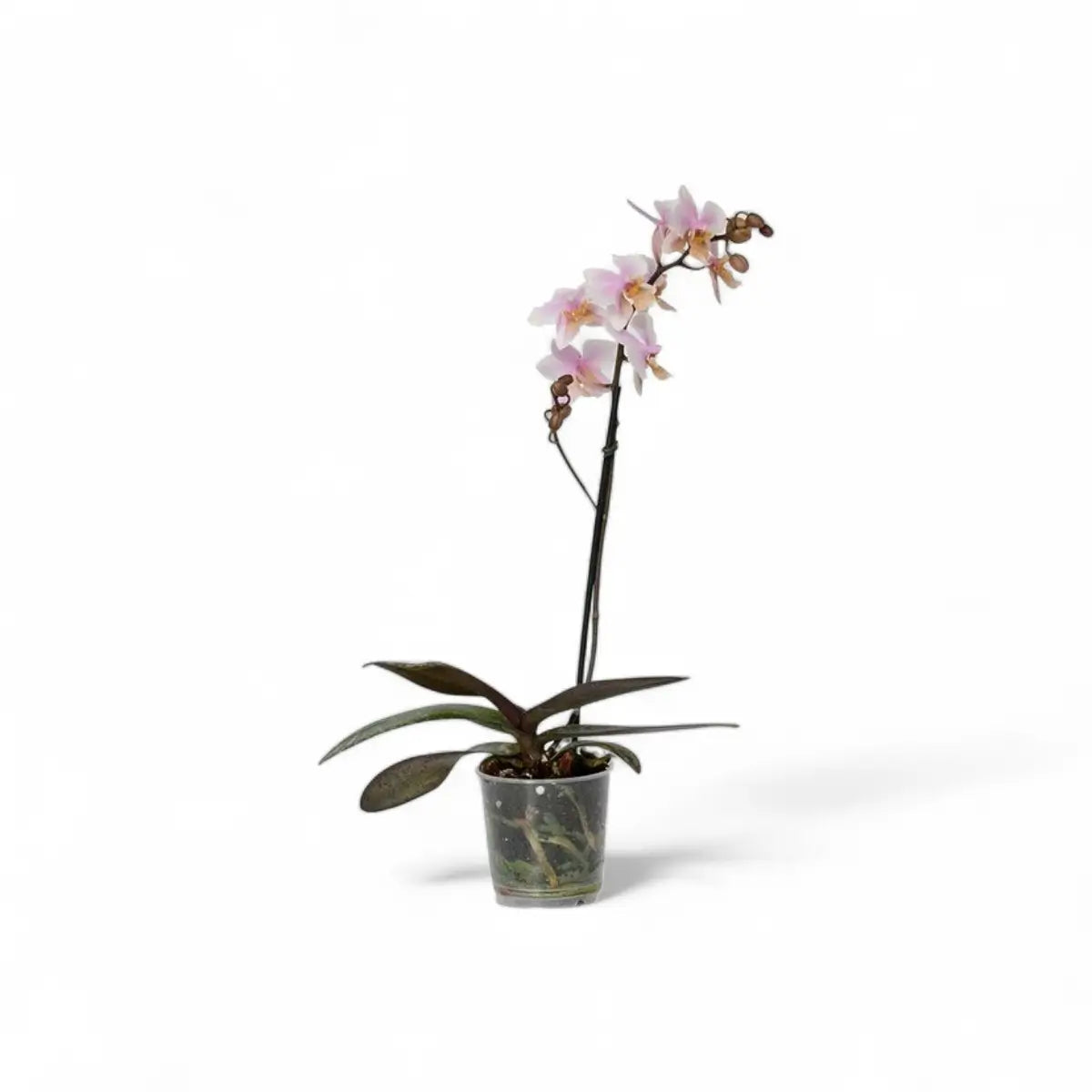 Phalaenopsis Orchid - 1 Stem (12cm)