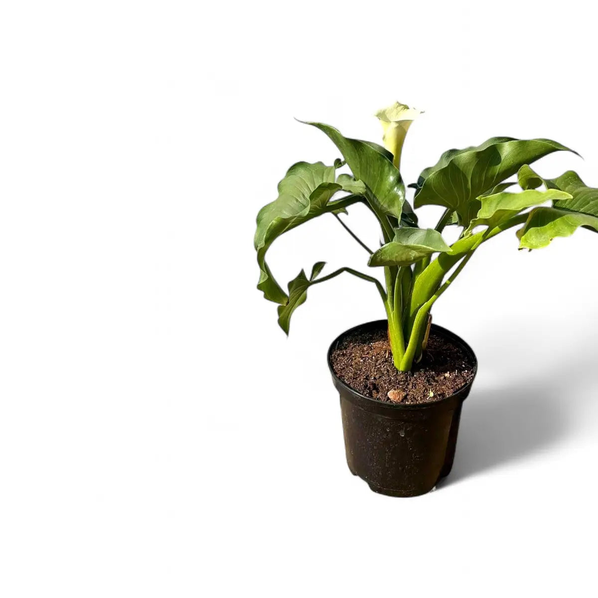Zantedeschia Aethiopica Arum Lily (19cm)