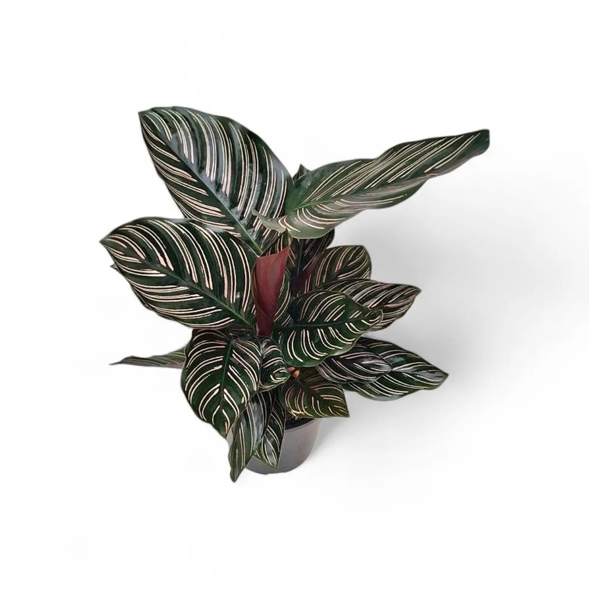 Calathea Ornata Pinstripe Plant (15cm)