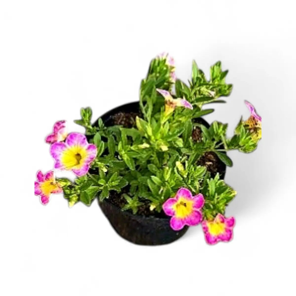 Calibrachoa Million Bells Assorted (15cm)