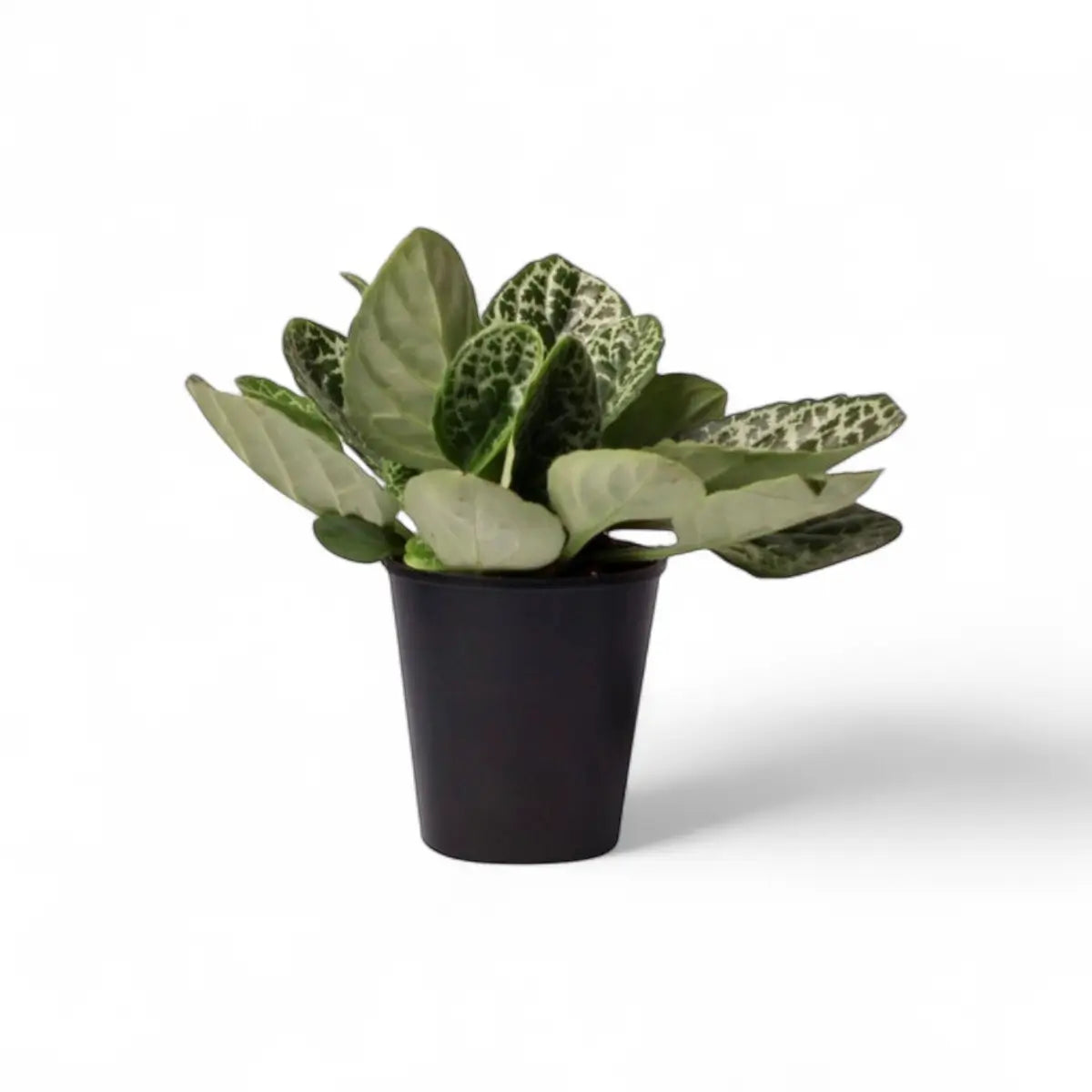 Streptocarpus Turtle in Kraft Pot Cover (14cm)