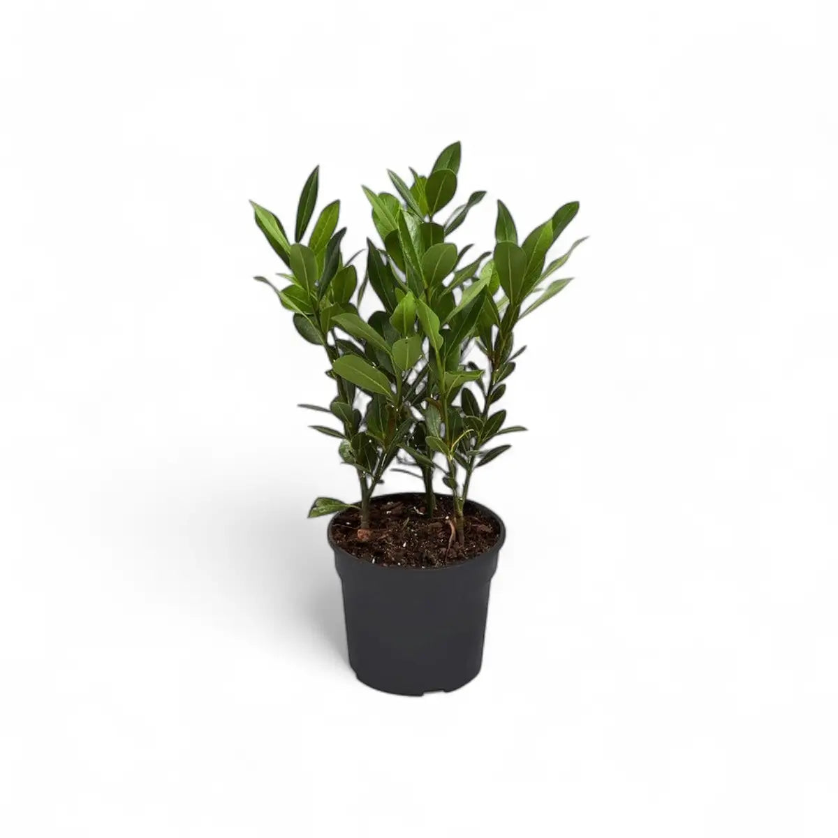 Bay Leaf Tree (15cm)