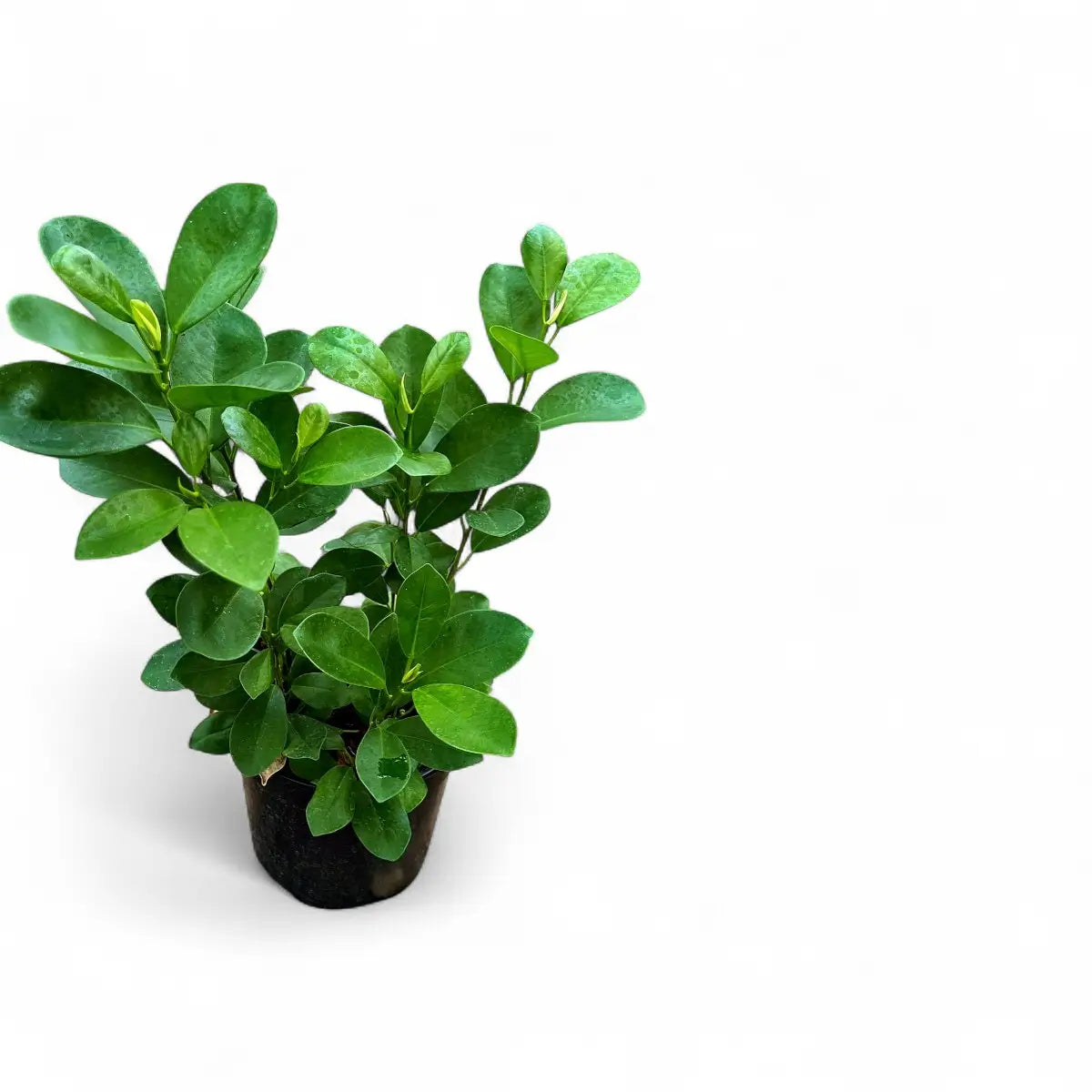 Ficus Moclame Bush (19cm)