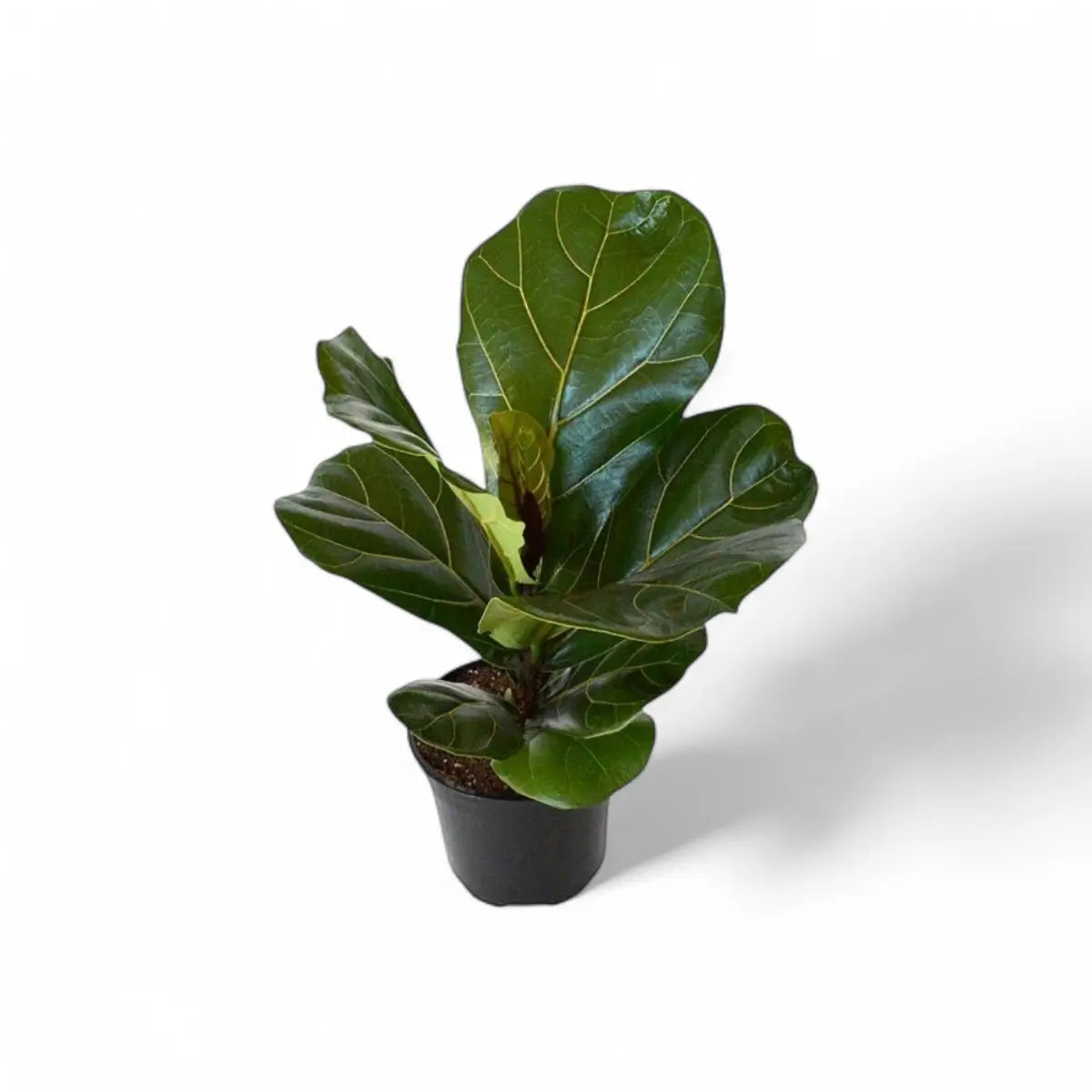 Ficus Lyrata Fiddle Leaf Fig (14cm)