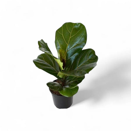 Ficus Lyrata Fiddle Leaf Fig (14cm)
