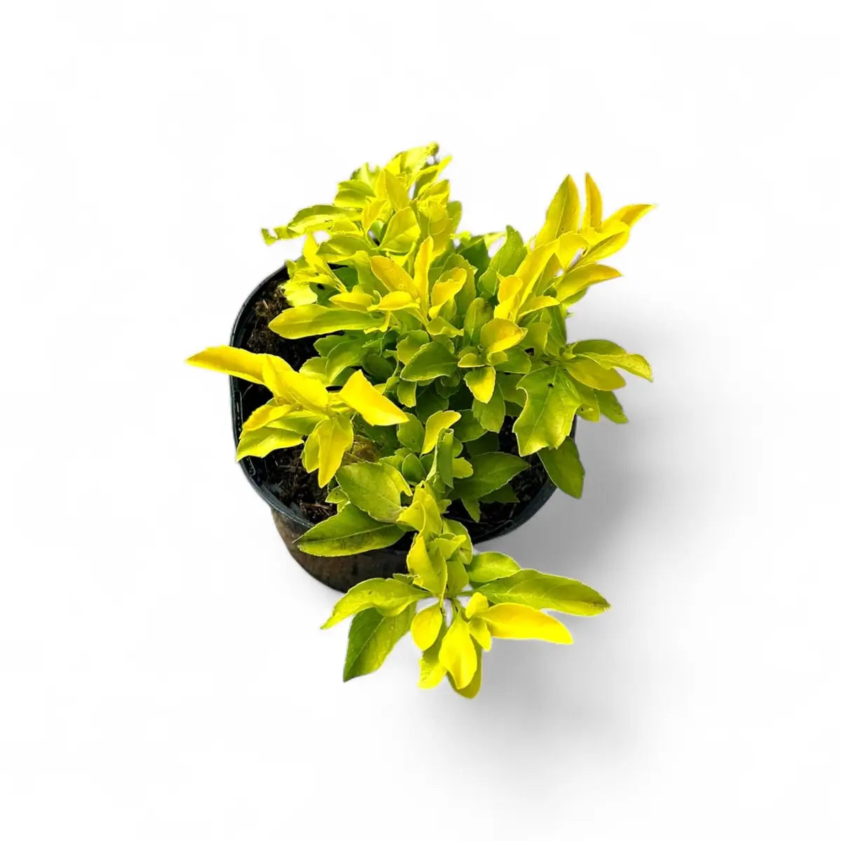 Duranta Gold (17cm)