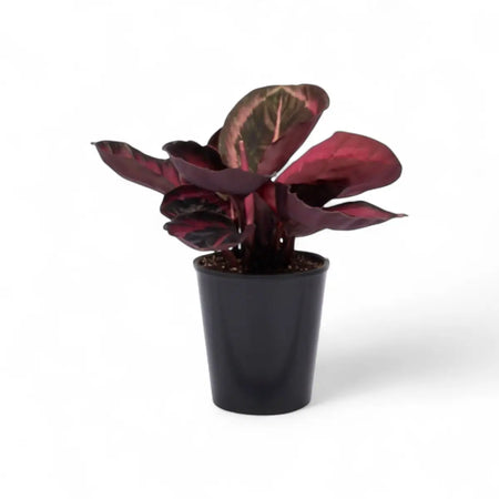 Calathea Princess Jessie (14cm)