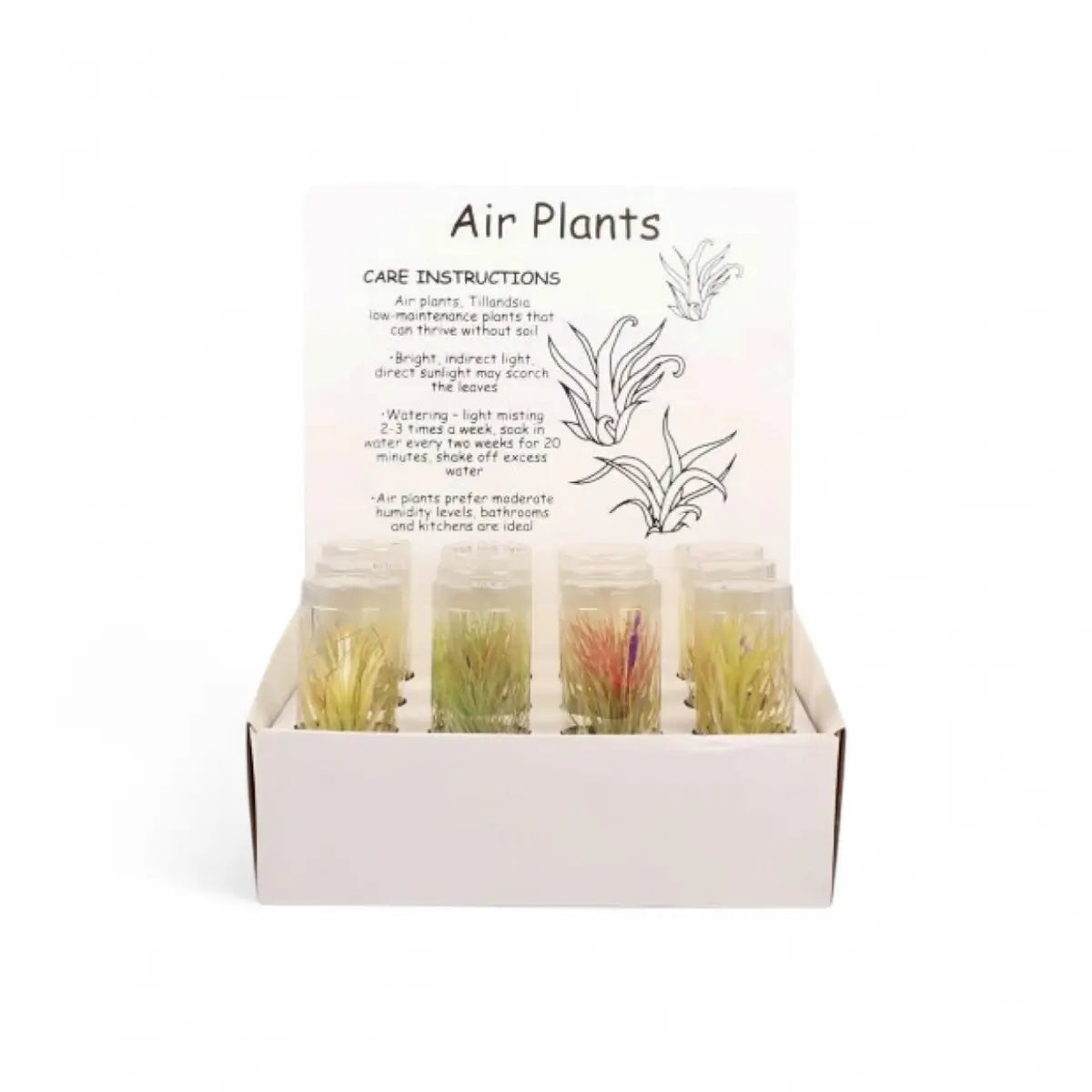 Tillandsia Air Plant in Display Box - 12 Pack
