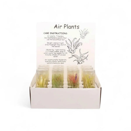 Tillandsia Air Plant in Display Box - 12 Pack