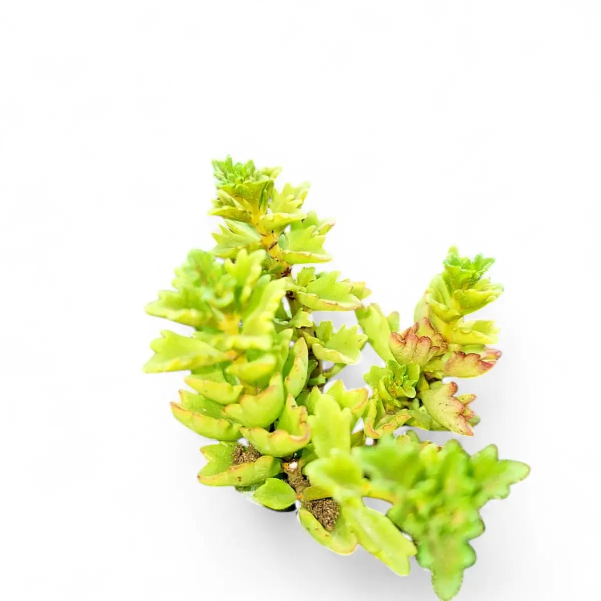 Coleus Subspicatus (10cm)