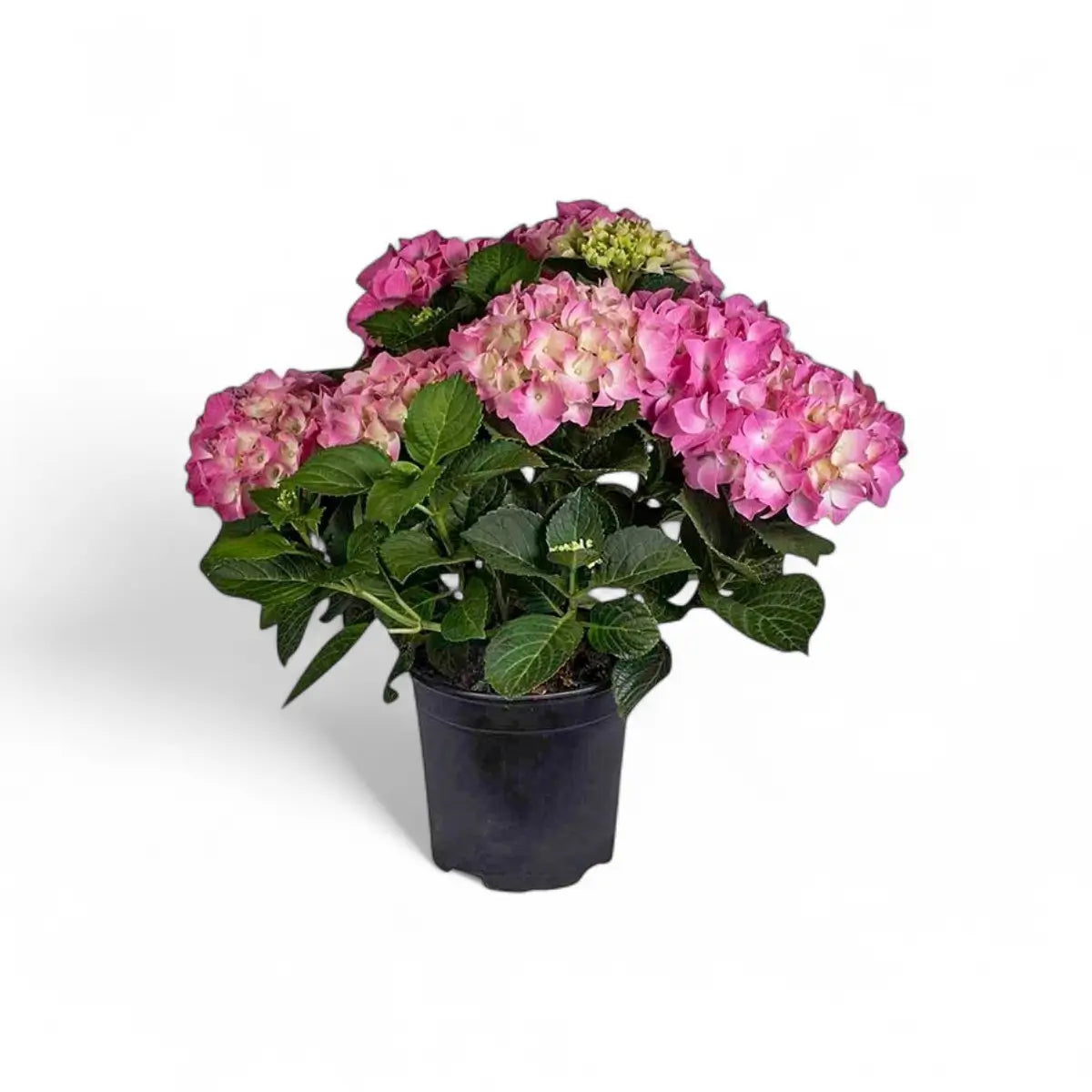 Hydrangea (16.5cm)