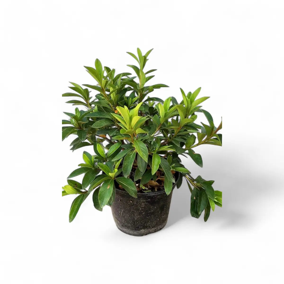 Azalea Encore Assorted (19cm)