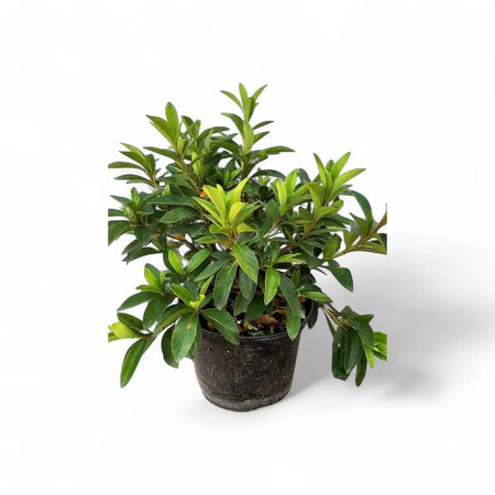 Azalea Encore Assorted (19cm)