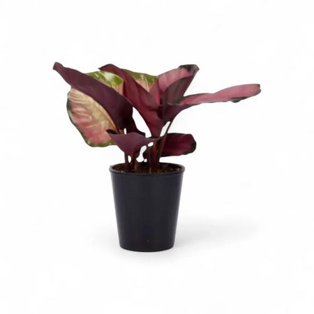Calathea Misty Red (14cm)