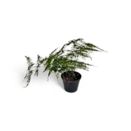 Asparagus Plumosus Fern (12cm)