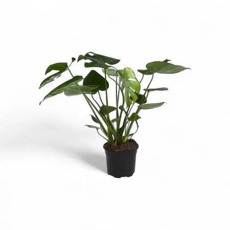 Monstera Deliciosa - 3 Plants (16.5cm)