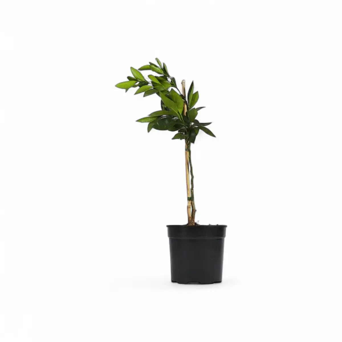 Citrus Thai Lime Tree (19cm)