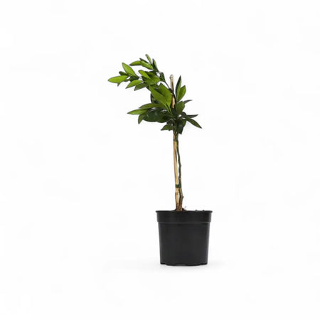 Citrus Thai Lime Tree (19cm)