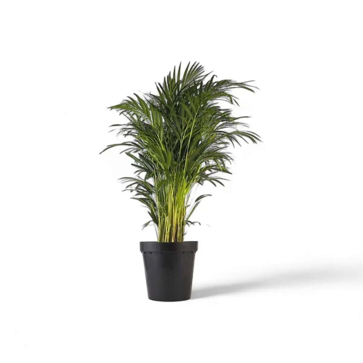Areca Bamboo Palm / Dypsis (30cm)
