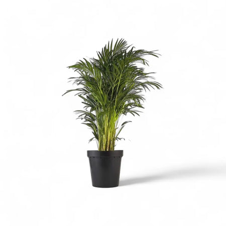 Areca Bamboo Palm / Dypsis (30cm)