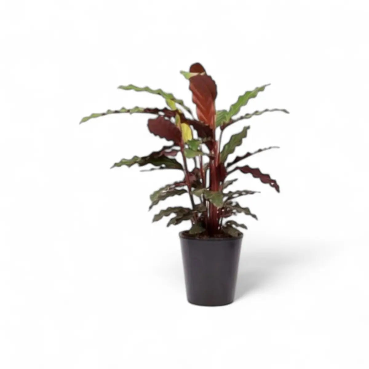 Calathea Rufibarba Furry Feather (14cm)