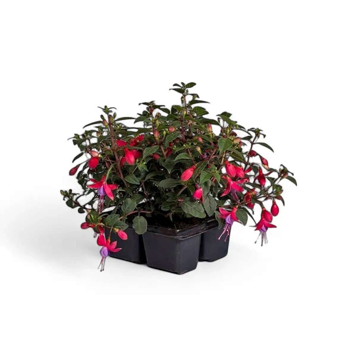 Fuchsia - 4 Pack
