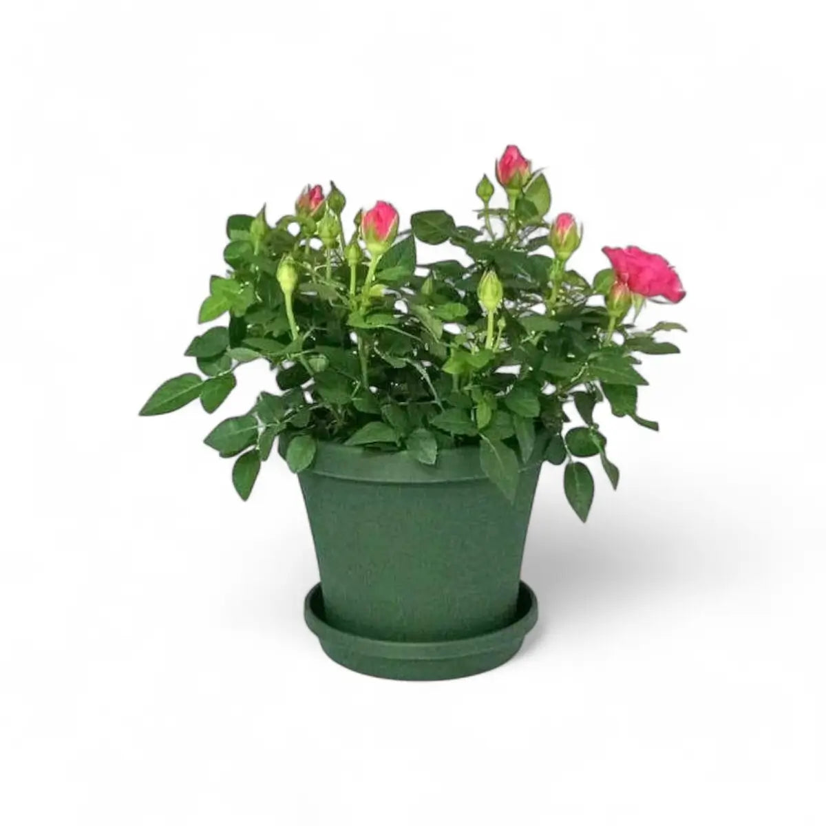 Rose in Premium Pot & Saucer (14cm)