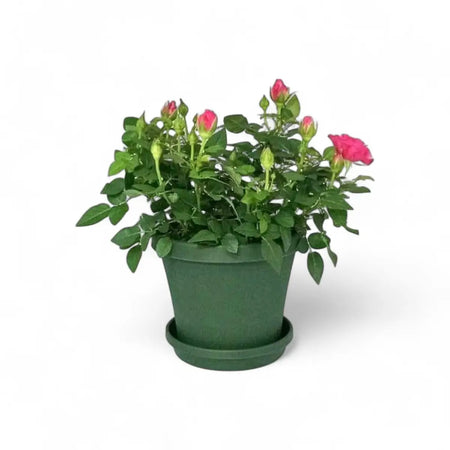 Rose in Premium Pot & Saucer (14cm)