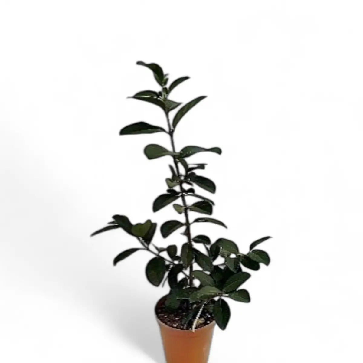 Viburnum Sinensis (19cm)