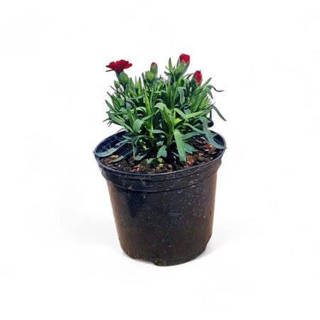 Dianthus Oscar Dark Red (15cm)