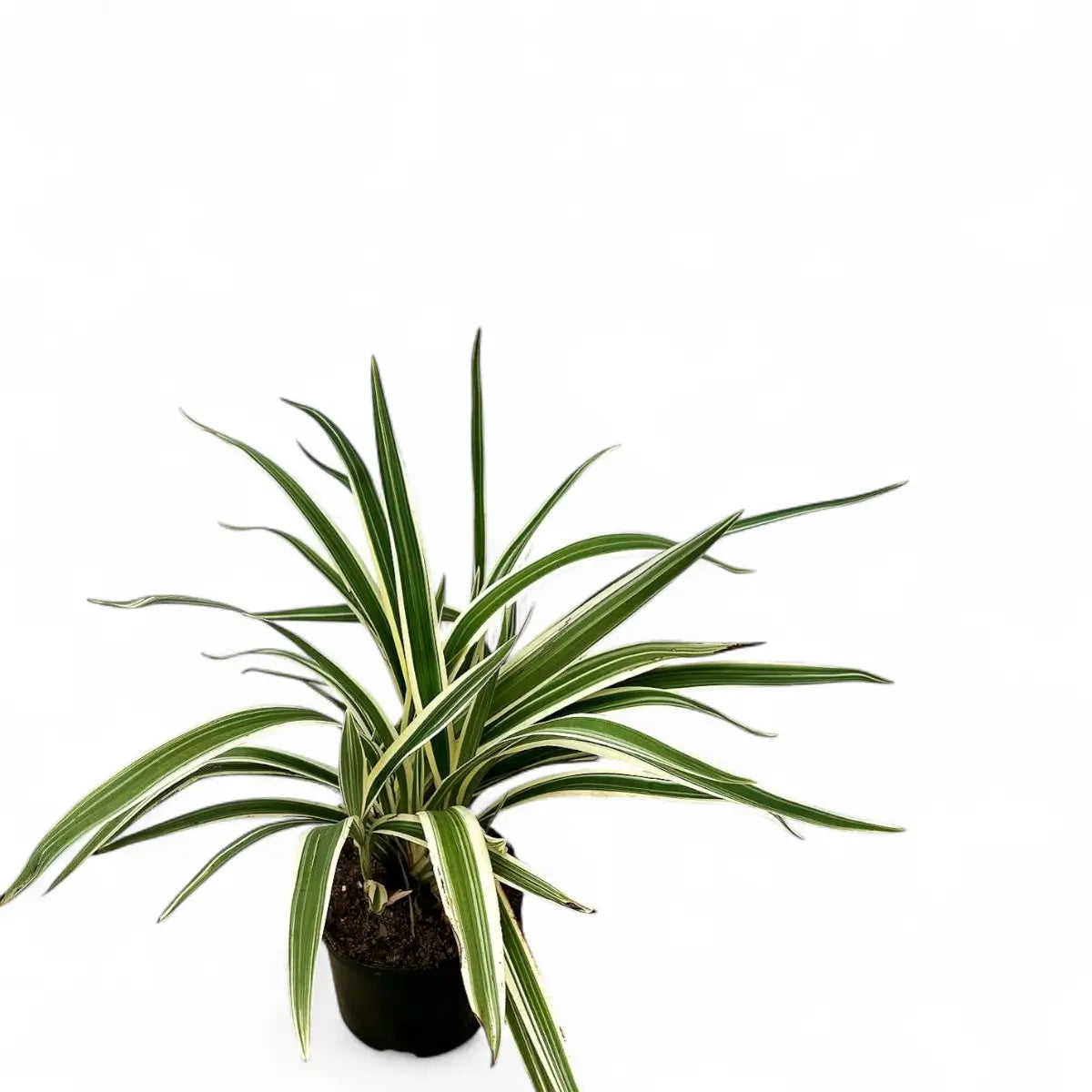 Dianella Tasmanica Flax Lily (17cm)