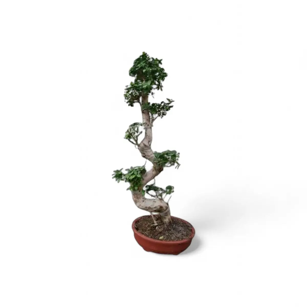 Ficus Ginseng S-Type Bonsai in Cement Pot (1.2m)
