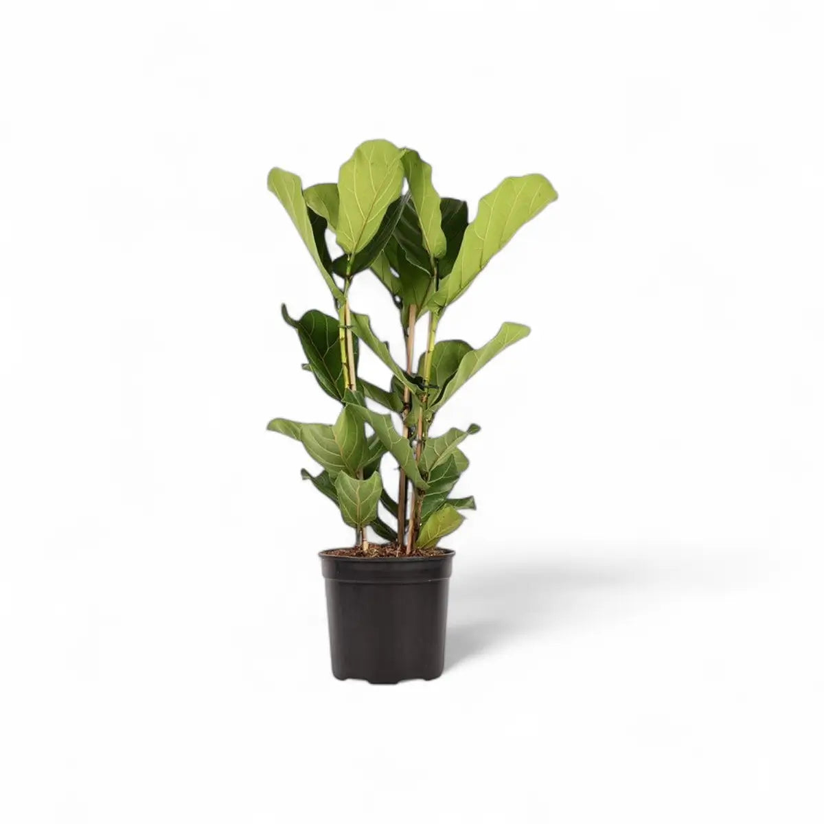 Ficus Lyrata Fiddle Leaf Fig - 3 Plants (30cm)