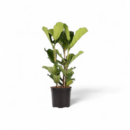 Ficus Lyrata Fiddle Leaf Fig - 3 Plants (30cm)