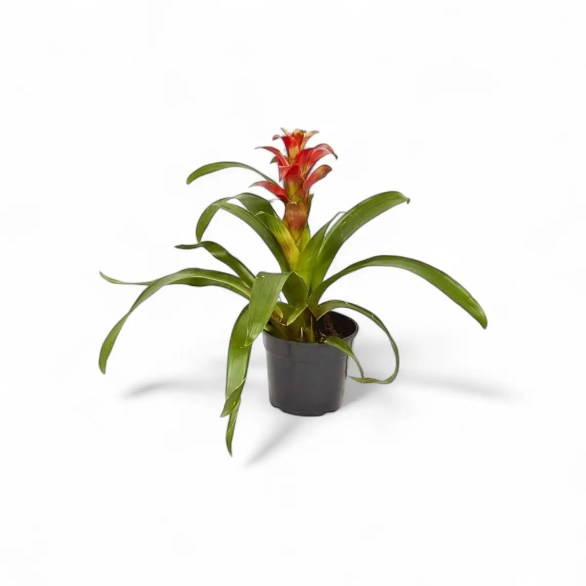 Guzmania Bromeliad (14cm)