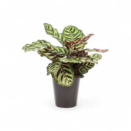 Calathea Makoyana Peacock Plant (14cm)