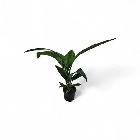Spathiphyllum Sensation Peace Lily (16.5cm)