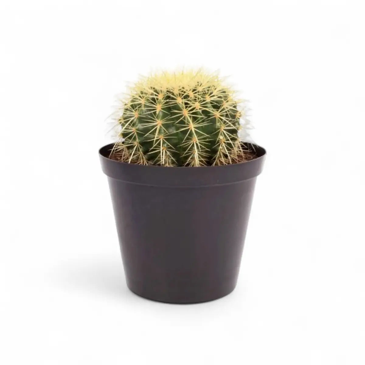Echinocactus Grusonii Golden Barrel (20cm)