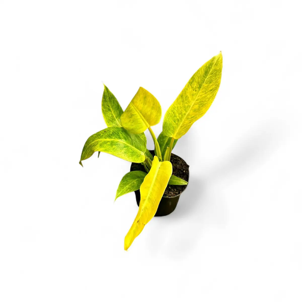 Philodendron Calkins Gold (17cm)