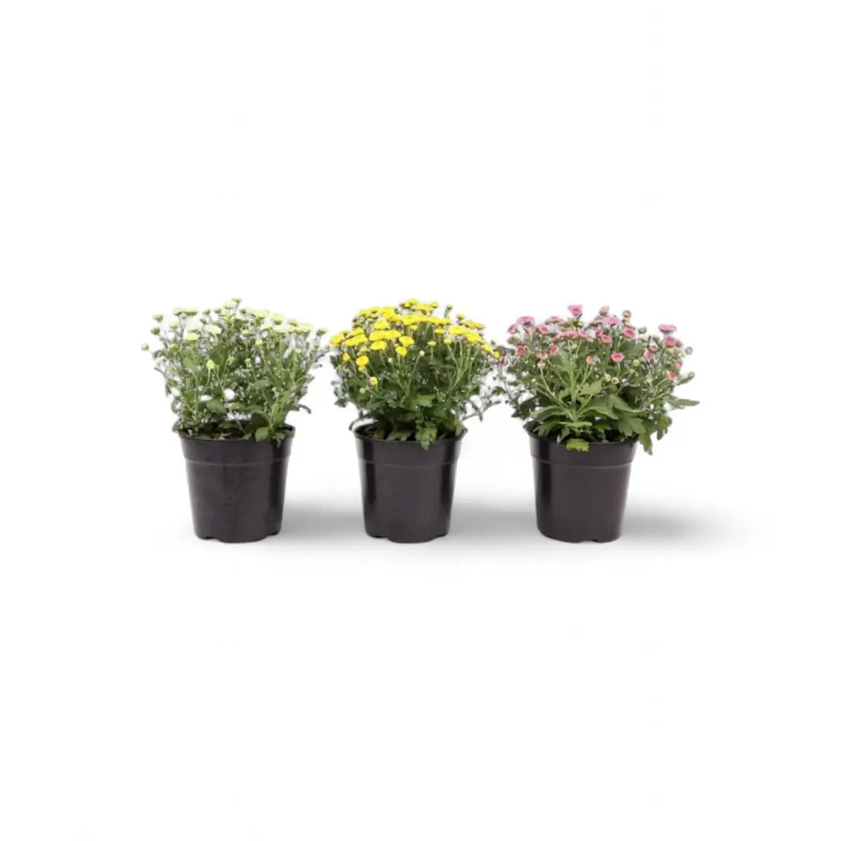 Chrysanthemum Smarties (12cm)