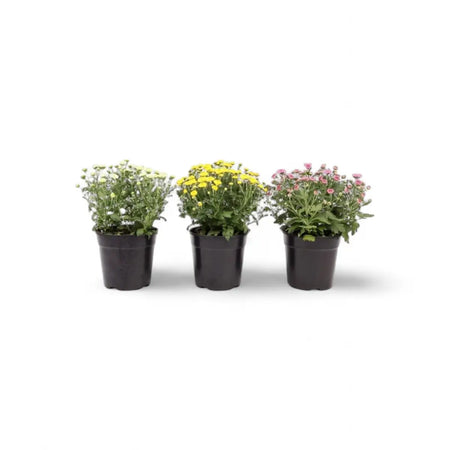 Chrysanthemum Smarties (12cm)