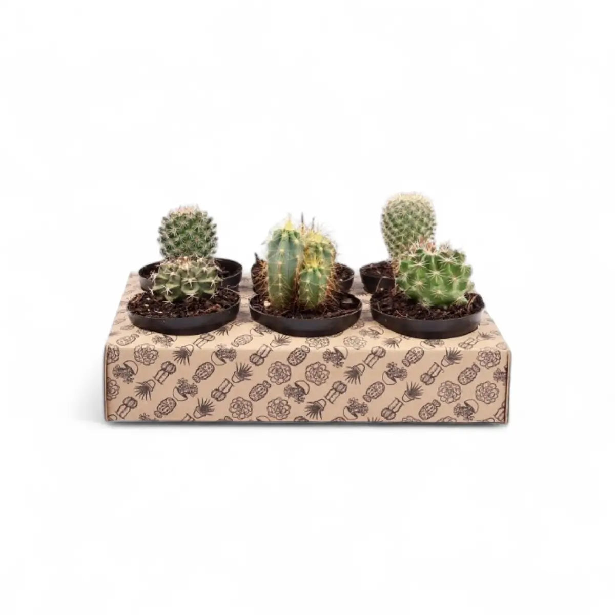 Assorted Cactus (7.5cm) - Sold Individually
