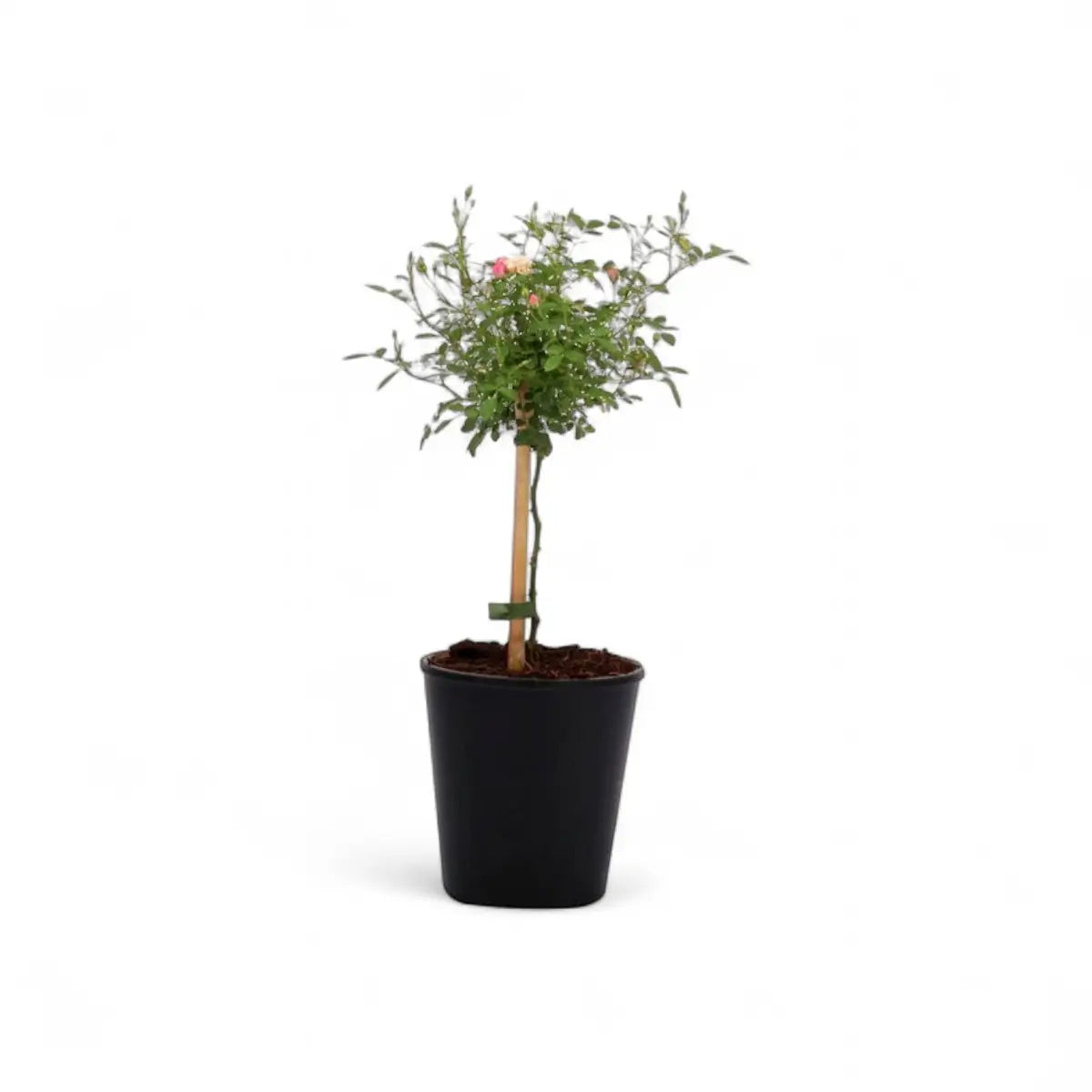 Miniature Rose Standard/Lollipop (14cm)