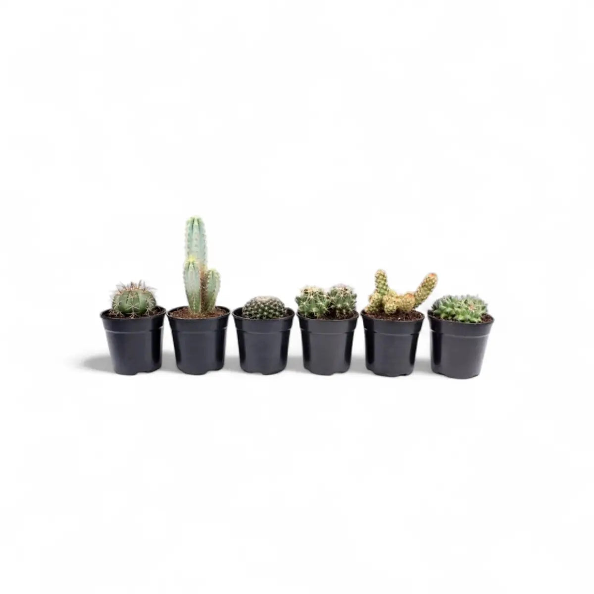 Assorted Cactus (12cm)