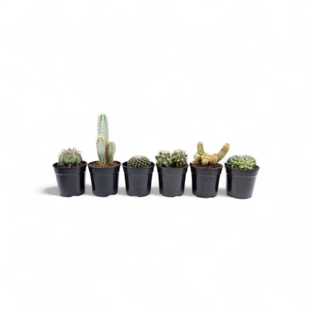 Assorted Cactus (12cm)