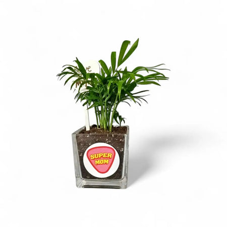 Chamaedorea Palm in Square Glass (9cm)